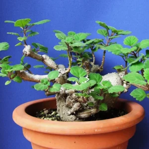 Zen Buddha Swedish Ivy Plectranthus ernstii House Plant 2.5