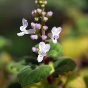 Zen Buddha Swedish Ivy Plectranthus ernstii House Plant 2.5