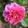 Zephirine Drouhin Climbing Rose Live Starter Plant - Pink Blooms - Fragrant Re-bloomer