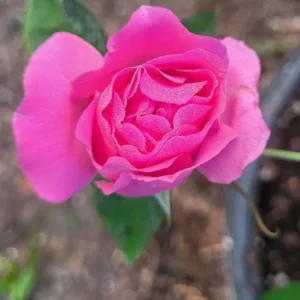 Zephirine Drouhin Climbing Rose Live Starter Plant - Pink Blooms - Fragrant Re-bloomer