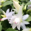 Zygocactus Plant Thanksgiving Cactus 6" Height Holiday Cheer