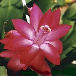 Zygocactus Plant Thanksgiving Cactus 6" Height Holiday Cheer