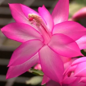 Zygocactus Plant Thanksgiving Cactus 6