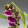 Zygopetalum Artur Elle 'Tombstone' Fragrant Orchid Plant 2.5" Pot