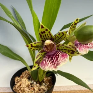 Zygopetalum Artur Elle 'Tombstone' Fragrant Orchid Plant 2.5" Pot