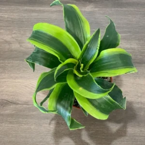 3.5 inch Tornado Plant Live Rooted Plant