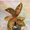 AGLAONEMA GOLDEN PINK Houseplant - Golden Pink Foliage