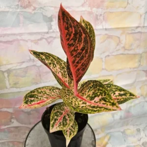 AGLAONEMA GOLDEN PINK Houseplant - Golden Pink Foliage