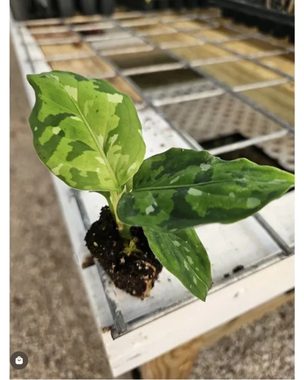AGLAONEMA PICTUM TRICOLOR Live Plant - Indoor Houseplant