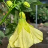 Abutilon Chiffon Live Plant - Bell Hibiscus Flowering Maple - 2Ft Tall - 6”Pot