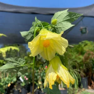 Abutilon Chiffon Live Plant - Bell Hibiscus Flowering Maple - 2Ft Tall - 6”Pot