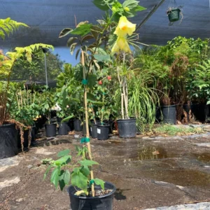 Abutilon Chiffon Live Plant - Bell Hibiscus Flowering Maple - 2Ft Tall - 6”Pot