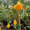 Abutilon Frieda Plant - Bell Hibiscus Flowering Maple - 1 ft Tall - 1 Gallon Pot