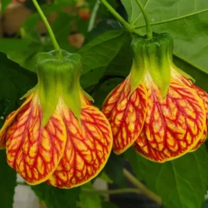 Abutilon Orange Tiger Live Plant - 4-6in Tall - Bell Hibiscus - Chinese Lantern Plant