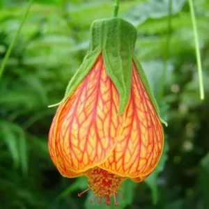 Abutilon Orange Tiger Live Plant - 4-6in Tall - Bell Hibiscus - Chinese Lantern Plant