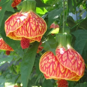 Abutilon Orange Tiger Live Plant - 4-6in Tall - Bell Hibiscus - Chinese Lantern Plant