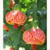 Abutilon Tiger Eye Plant - Live Bell Hibiscus Flowering Maple - 1 ft Tall