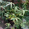 Acer Pentaphyllum Five-Lobe Maple Tree Plant 1-3 Ft Tall in 6 Inch Pot
