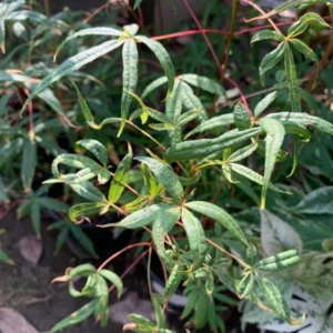 Acer Pentaphyllum Five-Lobe Maple Tree Plant 1-3 Ft Tall in 6 Inch Pot