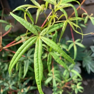 Acer Pentaphyllum Five-Lobe Maple Tree Plant 1-3 Ft Tall in 6 Inch Pot