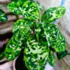 Aglaonema Pictum Tricolor Plant - Rare Houseplant Variety
