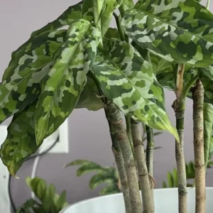Aglaonema Pictum Tricolor Plant - Rare Houseplant Variety