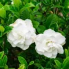 Aimee Gardenia Jasmine Plant - Double White Jasmine Seedlings 8-12 Inch Tall - Fragrant Blooms
