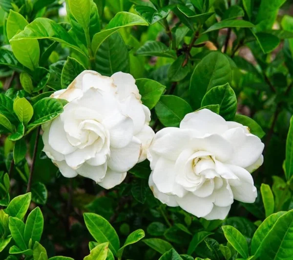 Aimee Gardenia Jasmine Plant - Double White Jasmine Seedlings 8-12 Inch Tall - Fragrant Blooms