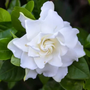 Aimee Gardenia Jasmine Plant - Double White Jasmine Seedlings 8-12 Inch Tall - Fragrant Blooms