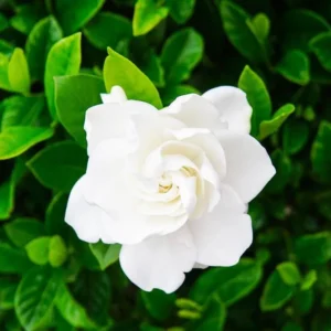 Aimee Gardenia Jasmine Plant - Double White Jasmine Seedlings 8-12 Inch Tall - Fragrant Blooms