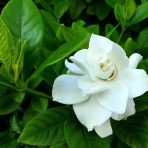 Aimee Gardenia Jasmine Plant - Double White Jasmine Seedlings 8-12 Inch Tall - Fragrant Blooms