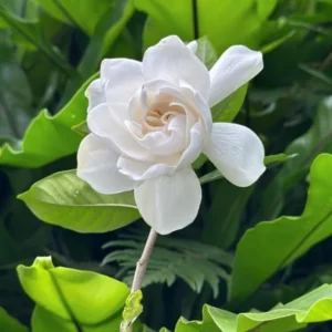 Aimee Gardenia Jasmine Plant - Double White Jasmine Seedlings 8-12 Inch Tall - Fragrant Blooms
