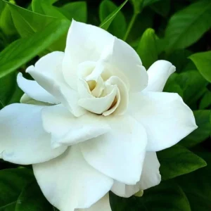 Aimee Gardenia Jasmine Plant - Double White Jasmine Seedlings 8-12 Inch Tall - Fragrant Blooms