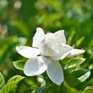 Aimee Gardenia Jasmine Plant - Double White Jasmine Seedlings 8-12 Inch Tall - Fragrant Blooms