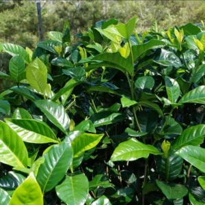 Aimee Gardenia Jasmine Plant - Double White Jasmine Seedlings 8-12 Inch Tall - Fragrant Blooms