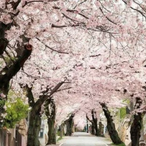 Akebono Flowering Cherry Tree - 3 Gal Pot Grafted Blossom Tree