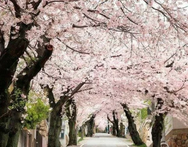 Akebono Flowering Cherry Tree - 3 Gal Pot Grafted Blossom Tree