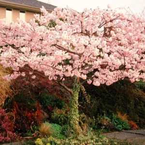 Akebono Flowering Cherry Tree - 3 Gal Pot Grafted Blossom Tree
