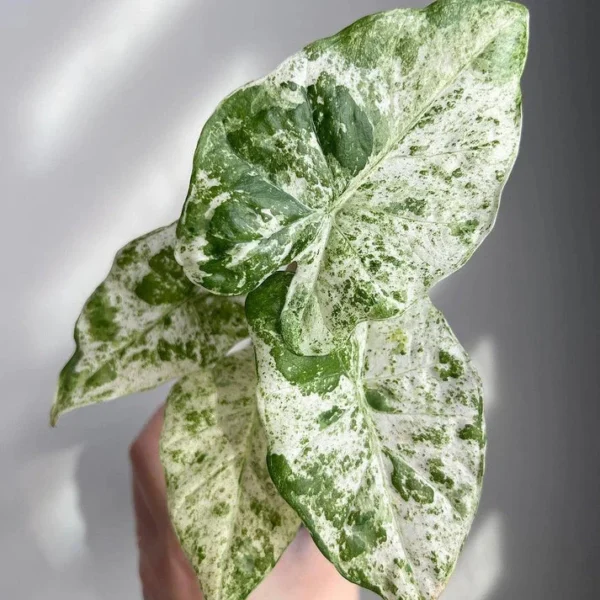 Alocasia Adore Variegata Houseplant - Rare Tropical Plant