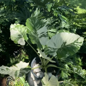 Alocasia Adore Variegata Houseplant - Rare Tropical Plant