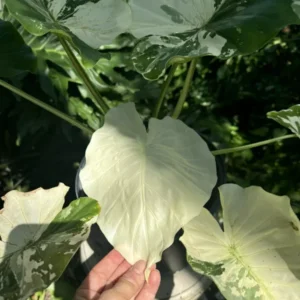 Alocasia Adore Variegata Houseplant - Rare Tropical Plant