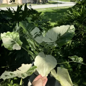 Alocasia Adore Variegata Houseplant - Rare Tropical Plant