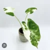 Alocasia Adore Variegata Plant - Rare Tropical Houseplant