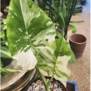 Alocasia Adore Variegata Plant - Rare Tropical Houseplant