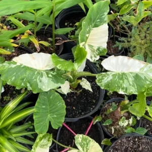 Alocasia Adore Variegata Plant - Rare Tropical Houseplant