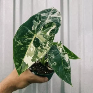 Alocasia Frydek Albo Variegated Houseplant - Unique Variegated Foliage