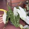 Alocasia Frydek Variegata Plant - Rare Tropical Houseplant