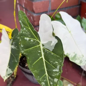 Alocasia Frydek Variegata Plant - Rare Tropical Houseplant