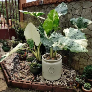 Alocasia Odora Batik Variegated Live Plant 4