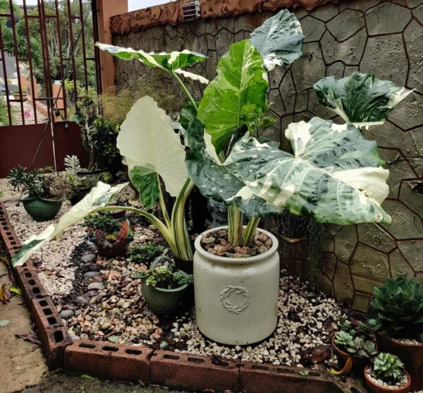 Alocasia Odora Batik Variegated Live Plant 4" Pot Rare Houseplant